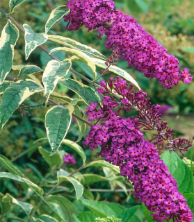 Buddleja davidii 'Harlequin'